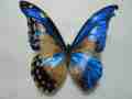Morpho helena (gynandromorph) (Internet Image property of respective owner, non-commercial use only)